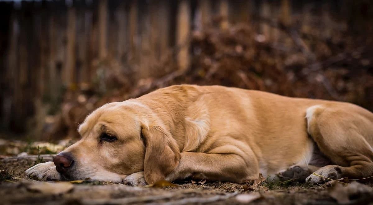 Pet: আপনার পোষ্য কুকুরটি যন্ত্রণায় আছে কিনা বুঝবেন কোন উপায়ে?