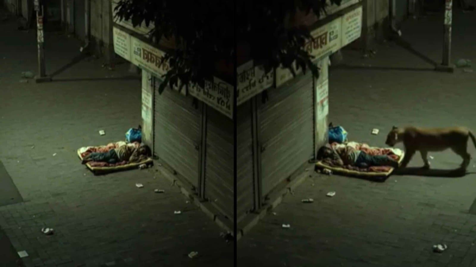 Lion Roaming On Street Sniffs Man Then This Happened