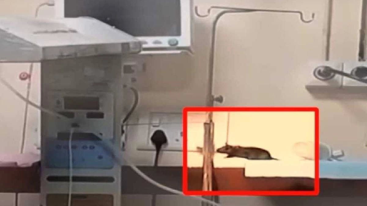 Rats Bite 2 Newborns Fingers Head Shoulder Inside Indore Hospital ICU