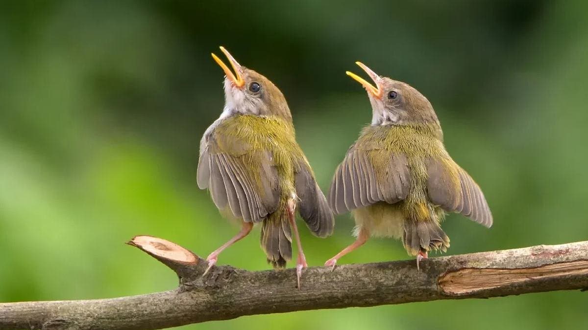 Listening Bird Song for six minutes daily can improve sleep quality and Cure Insomnia