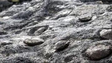 Sleeping With This Baby Rock Under Your Pillow Guarantees Pregnancy, Say Locals in Portugal gnr 