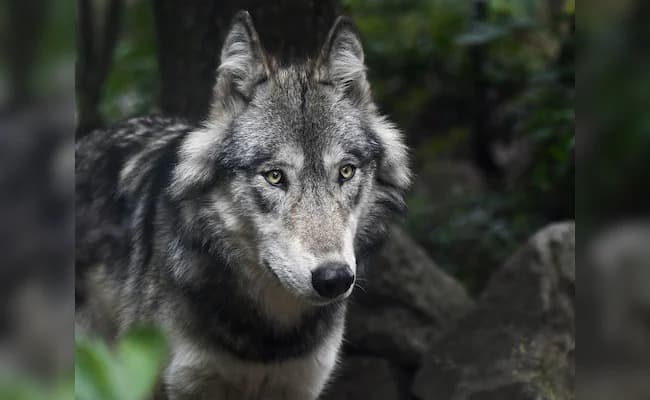 Fresh Wolf Attack In Bahraich gnr