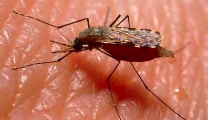 chikungunya vaccine implemented by america
