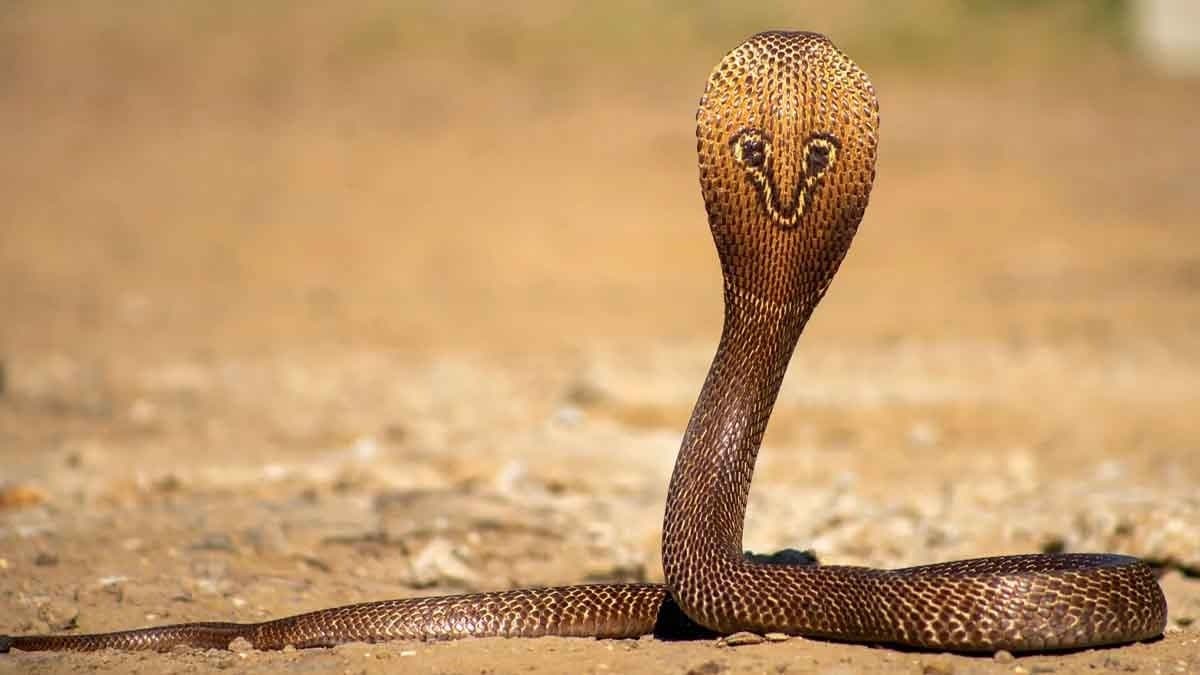 Man Gets Hospitalised After Dangerous Attempt To Handle Cobra gnr 