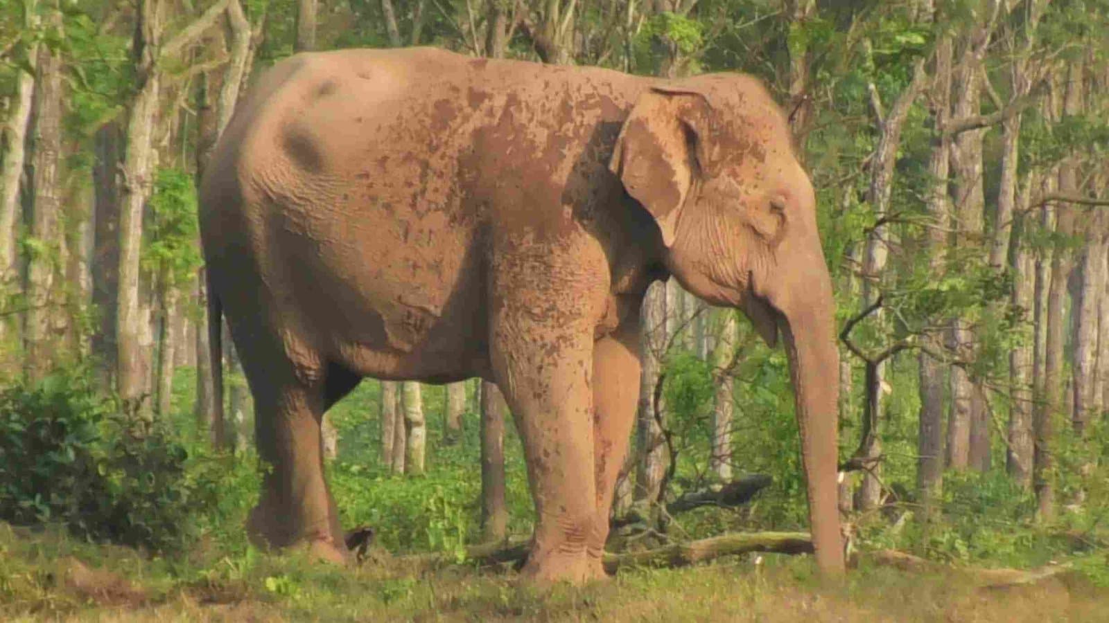 Mother elephant back to forest after failed to rescue baby elephant in dooars gnr 