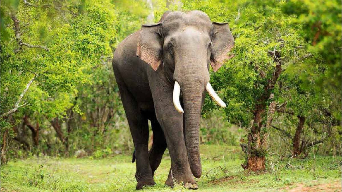 North Bengal: Two Women died by Wild Elephant Attacks