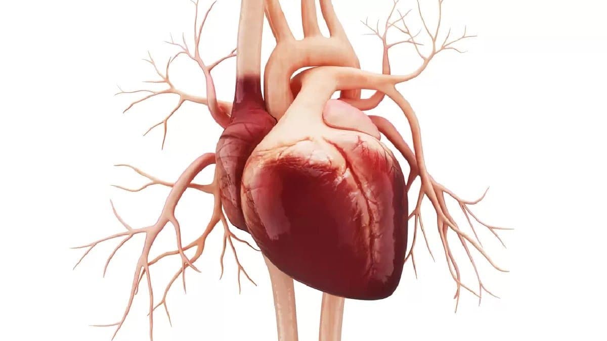 What is ApoB test which can accurately detect heart disease