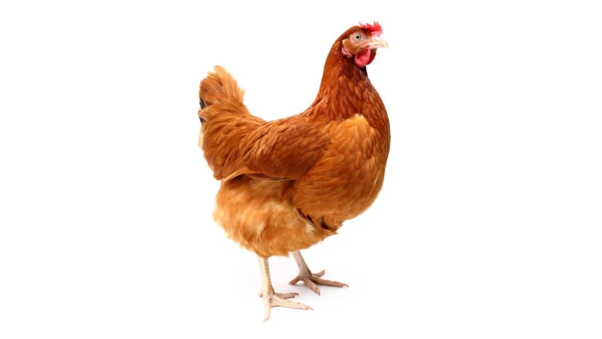 Knowledge Story GK What Is the National Bird Of Sri Lanka gnr 