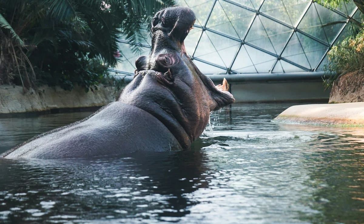 Ranchi Zoo Caretaker Dies After Hippopotamus Attacks Him gnr