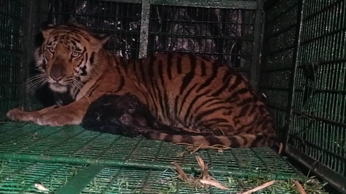 royal bengal tiger trapped in a cage in maipaith gnr 