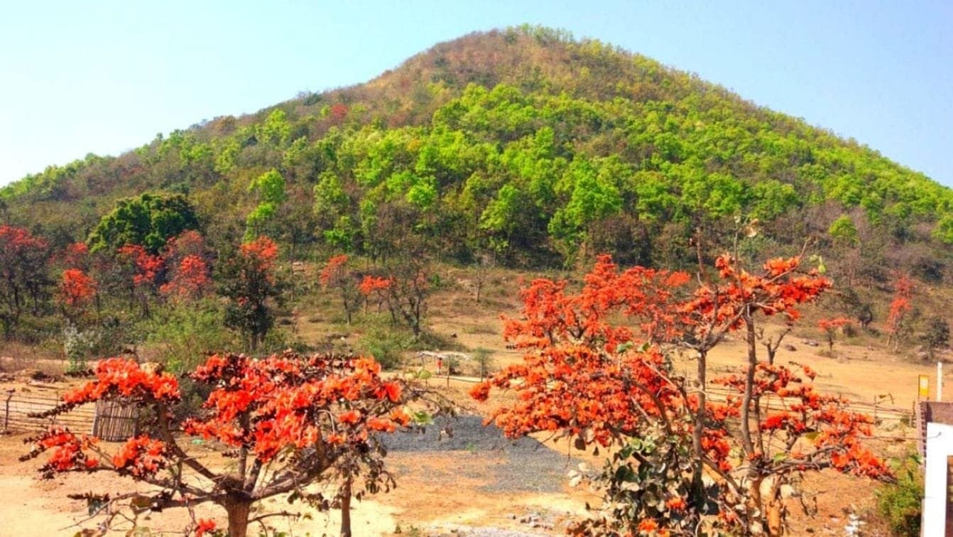 what should do in Jungle Trip in this Spring details inside