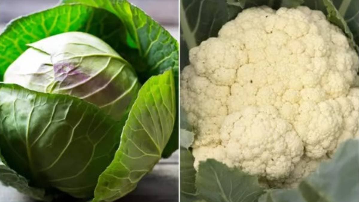 cabbage of cauliflower which is more nutritious here is all details lif