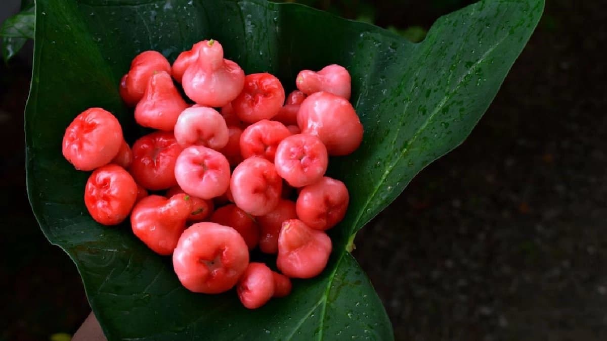 Water apple Health benefits include Diabetes remedy and Immunity Booster