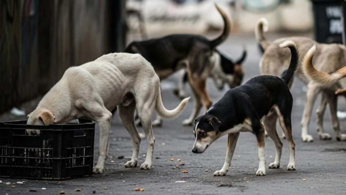 Stray dogs that bite people twice without provocation will be imprisoned for life in Uttar Pradesh