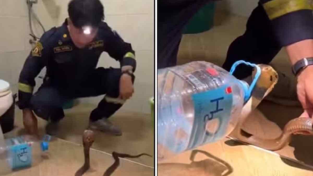  man using a plastic bottle to catch a cobra 