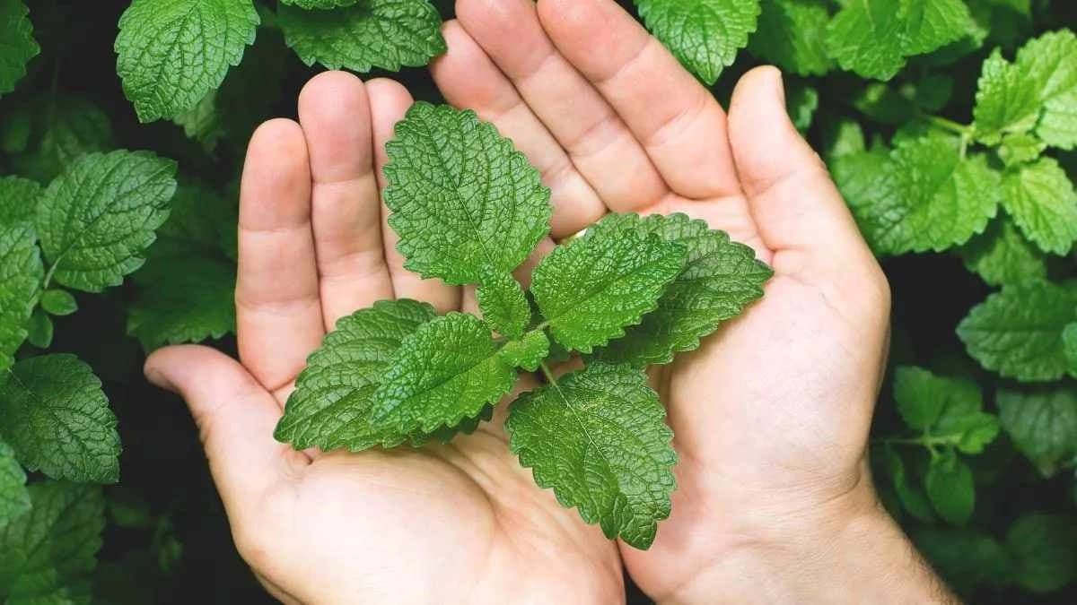 Five Indian herbal plants which can be planted in Roof Garden