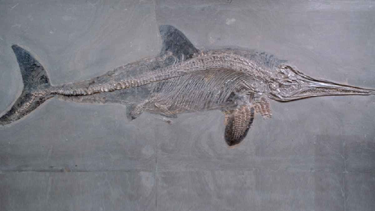 Largest water reptile discovered by an 11 year old girl in England