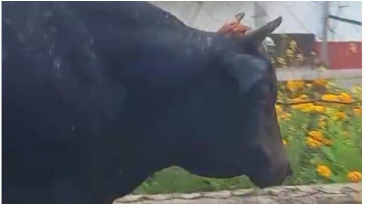 Bull: ‌ষাঁড়ের তাণ্ডব বানারহাটের দেবপাড়া চা বাগানে