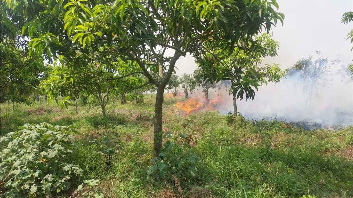 Fire at bhadreswar vegetable farm 
