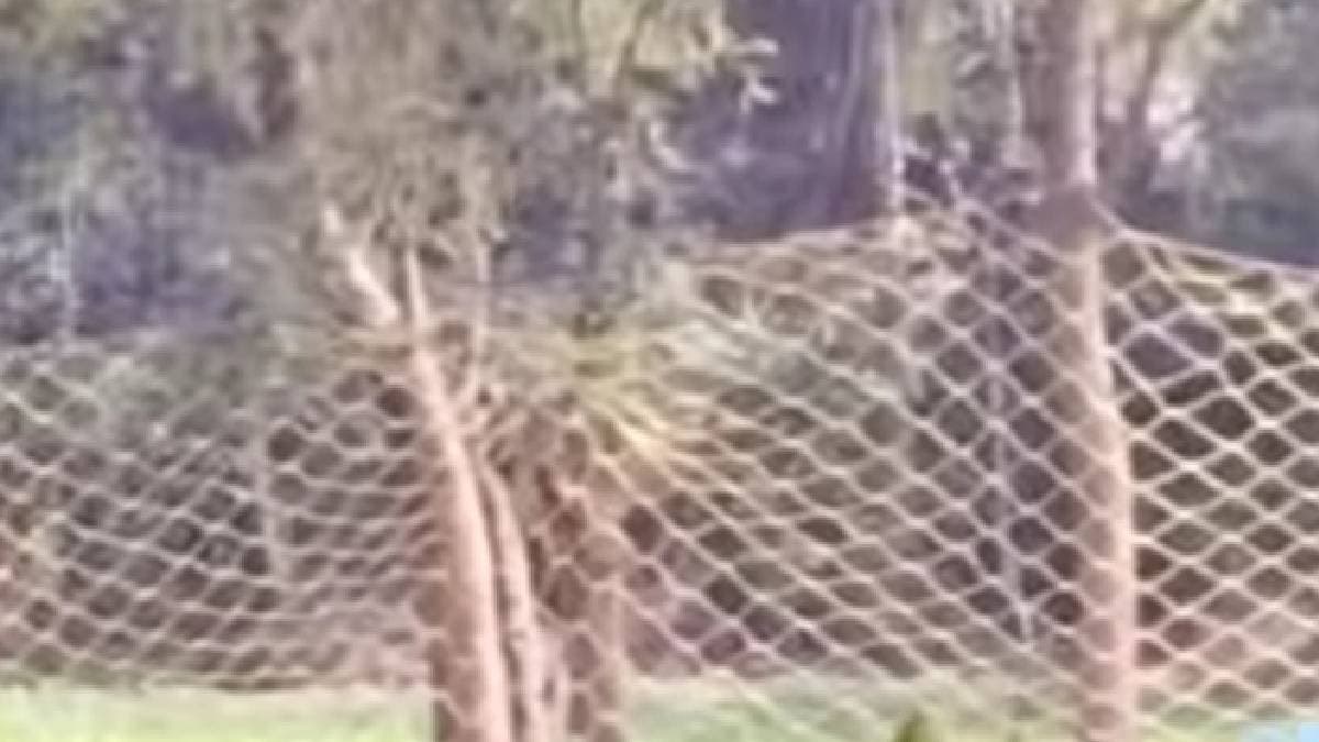 In addition to Zeenat elephants have additional headaches alert forest department gnr