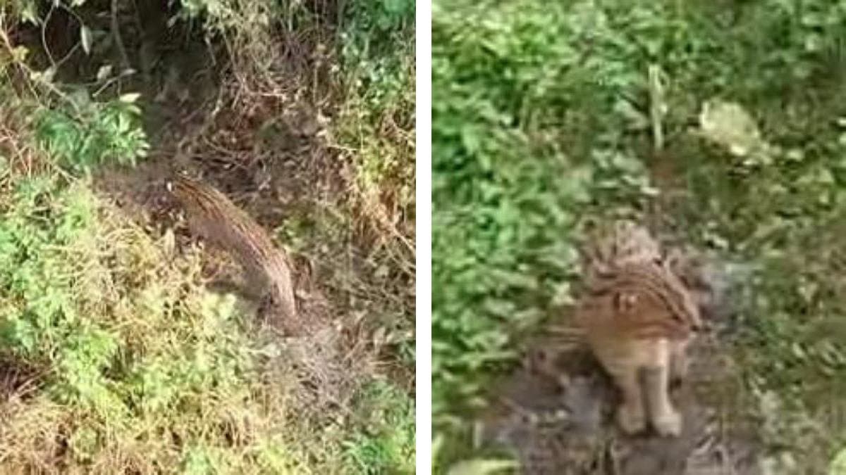 Fear of Leopard among the locals in Dankuni gnr