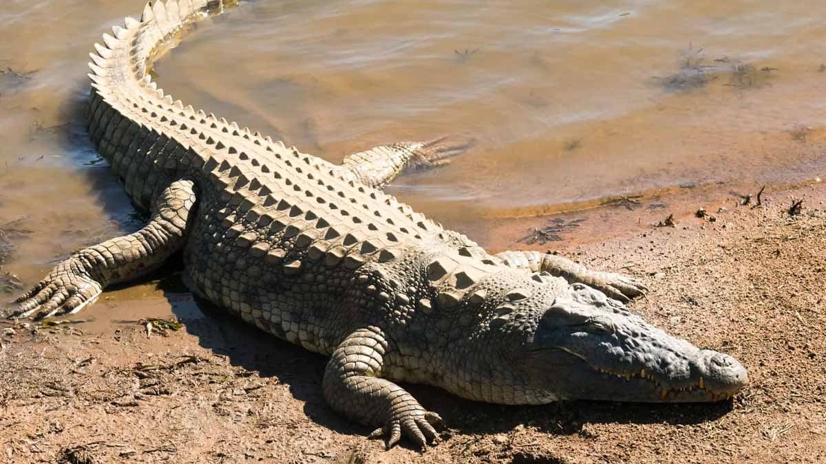 How Crocodiles survived Earth from Dinosaur Era