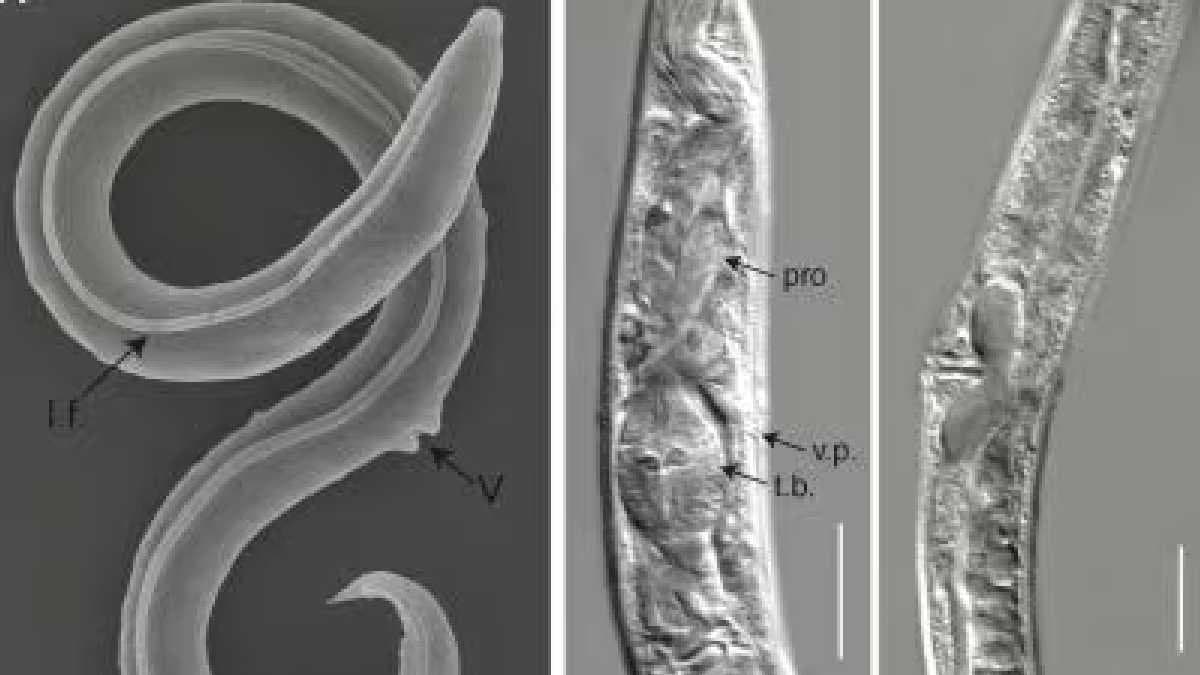 Frozen worm comes back to life after 46000 years gnr