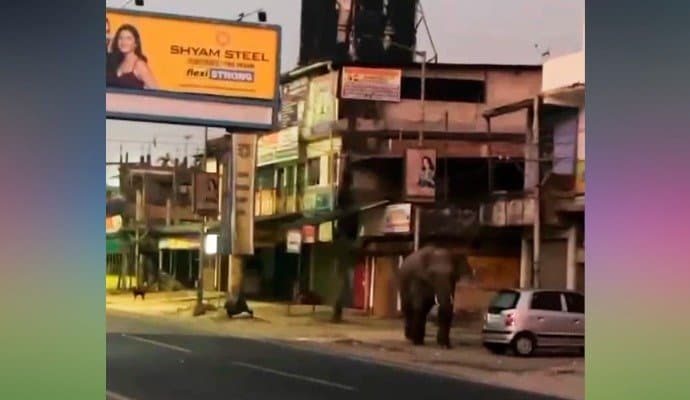 সাতসকালে মালবাজারের রাস্তায় হেঁটে বেড়াল দাঁতাল