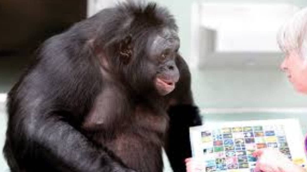 Do chimpanzees also speak in human language strange mysteries hidden within nature