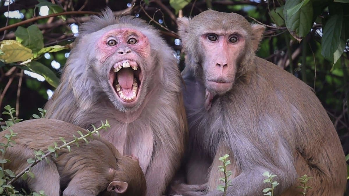  65 Year Old Woman Dies After Falling From Stairs While Fleeing Monkey Attack In Uttar Pradesh 