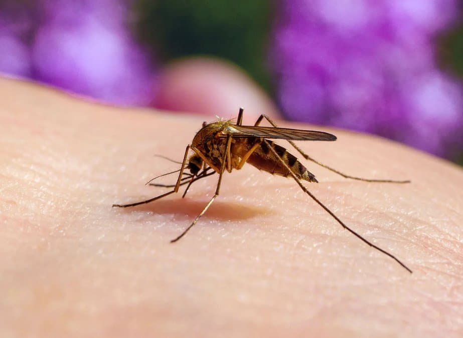 how climate change spreading dengue_gnr