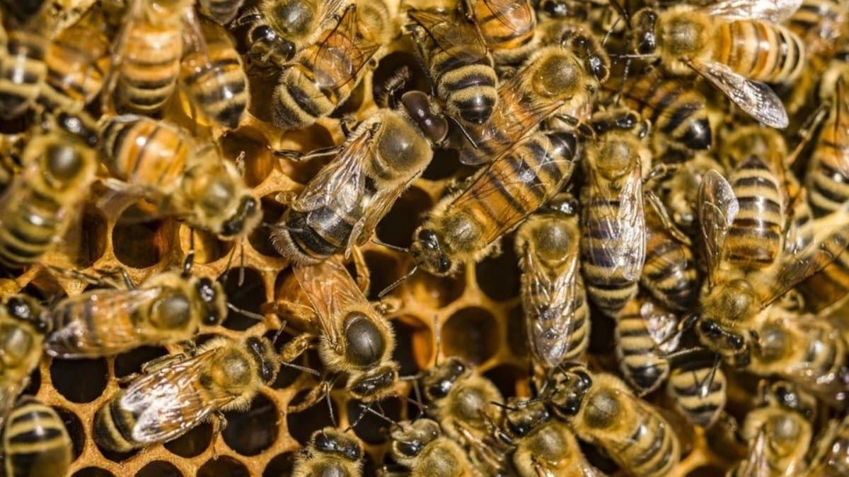 Research says Honey Bee venom killed breast cancer cells in less than 60 minutes 