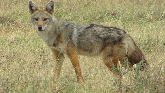 Jackal attack in up makes fear gnr 