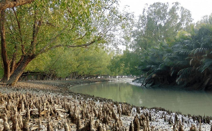 Sundarban: সুন্দরবনে চোরাশিকারীদের গুলিতে মৃত্যু বনকর্মীর 