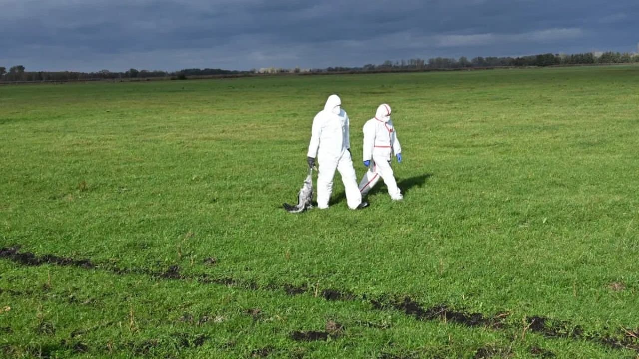 Bird Flu in US: one man infected with unprecedented virus