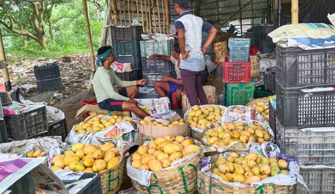 Hooghly: ‌হুগলির আম পাড়ি দিচ্ছে উত্তরপ্রদে‌‌শে