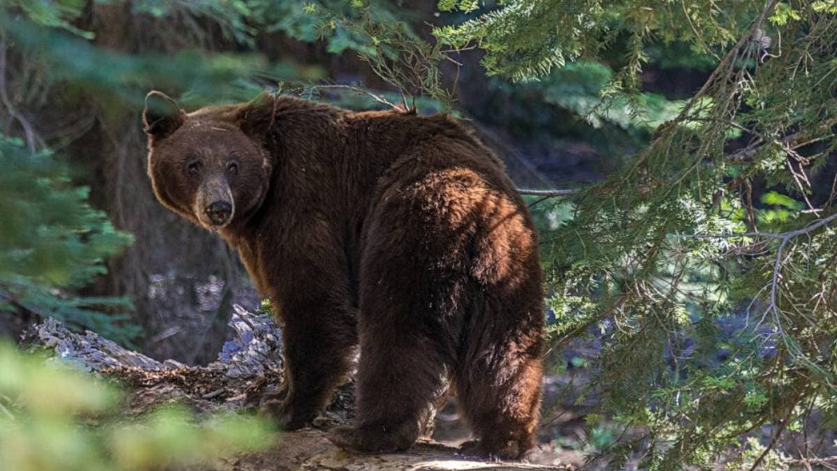 California black bear take life of an old woman