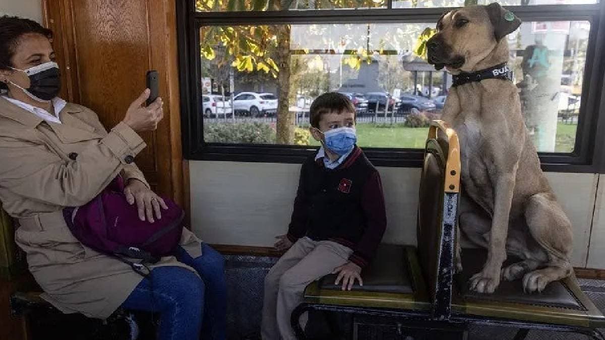  Boji the dog who uses metro ferry and tram to travel  daily alone  gnr