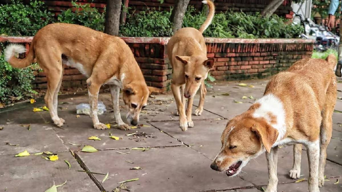 Stray dog attack leaves Kanpur college student with 17 stitches on her face amid Supreme Court Order