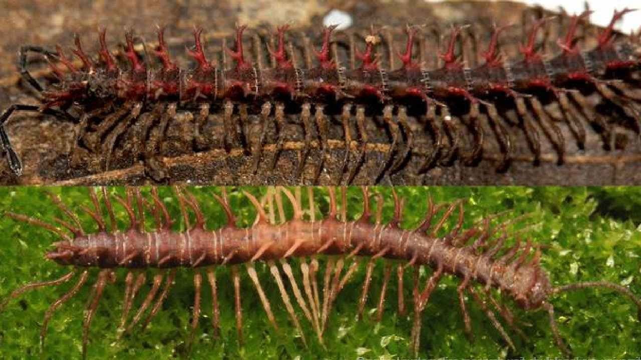 New Species: New member of Desmoxytes create history