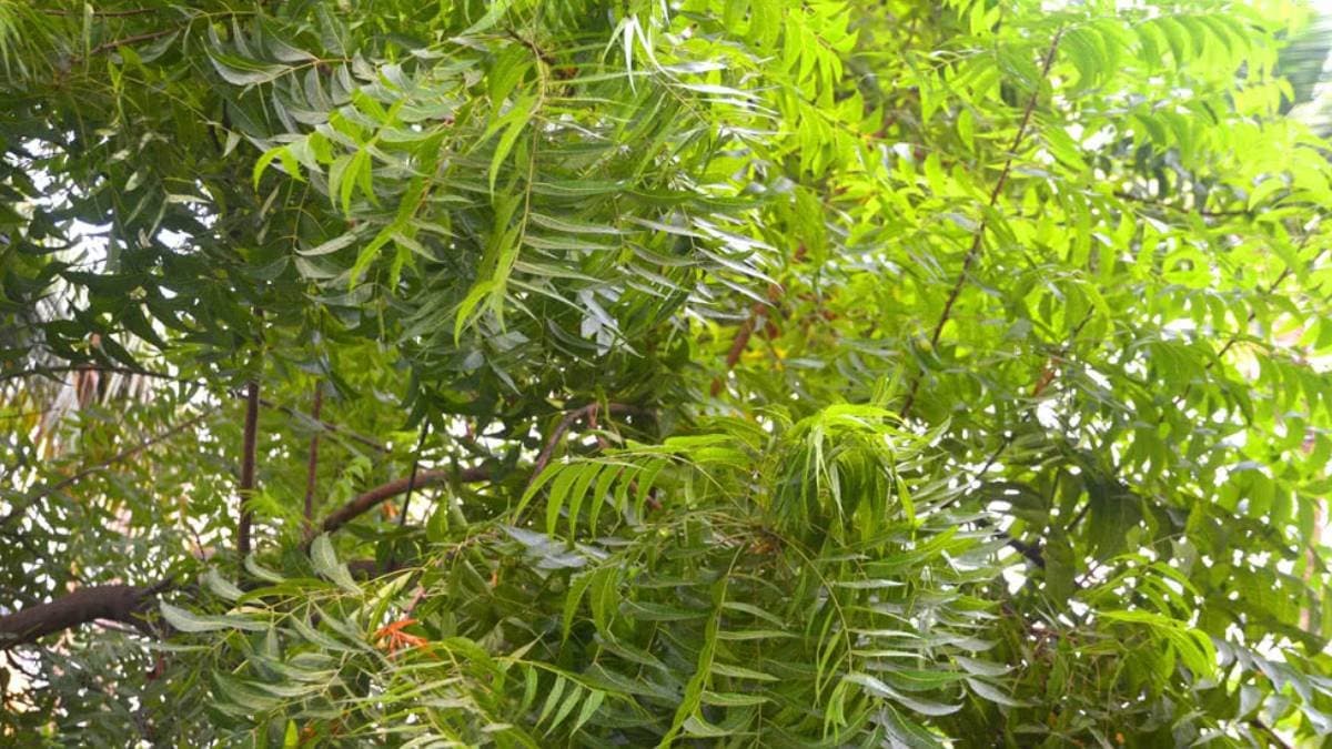 Neem tree can reduce temperature