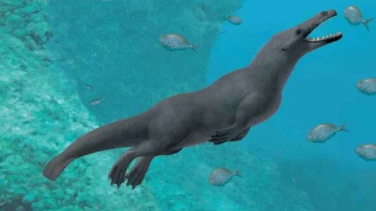 Four legged Whale remains Discovered in Peru can Rewrite Whale Evolution