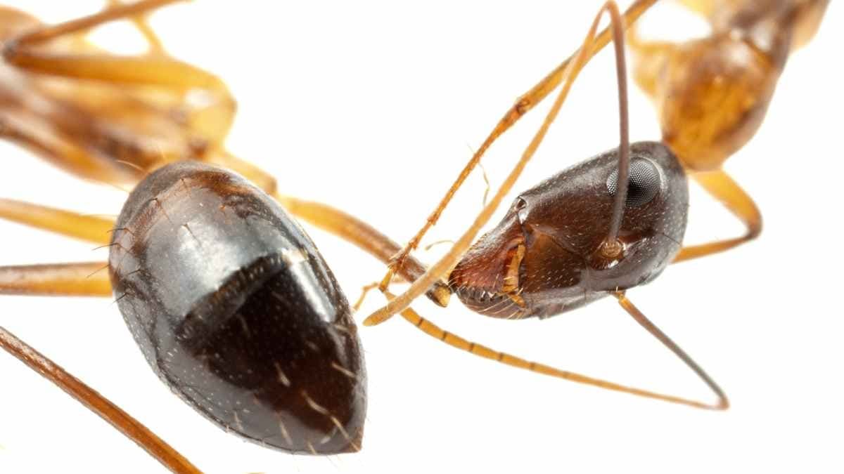 Ants can perform life saving surgeries makes everyone surprised