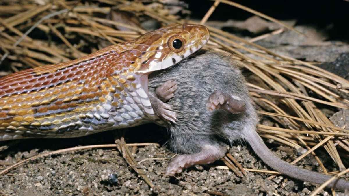 How snakes digest food with the structural and functional differences from Human