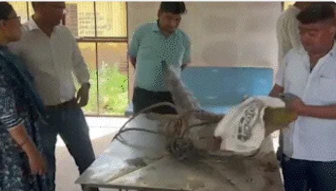 crocodiles rescued from Vadodara residential areas gnr 