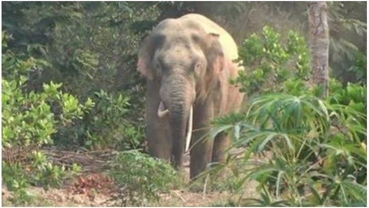Elephant Attack: বাঁকুড়ায় হাতির হানায় মৃত ব্যক্তি 