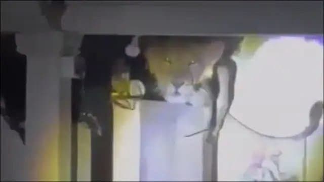 Gujarat Family Wakes Up At Midnight Finds Lion at Kitchen