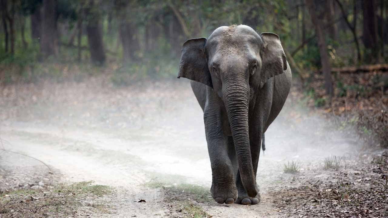 হাতির পিঠে চেপে সাফারি? নৈব নৈব চ