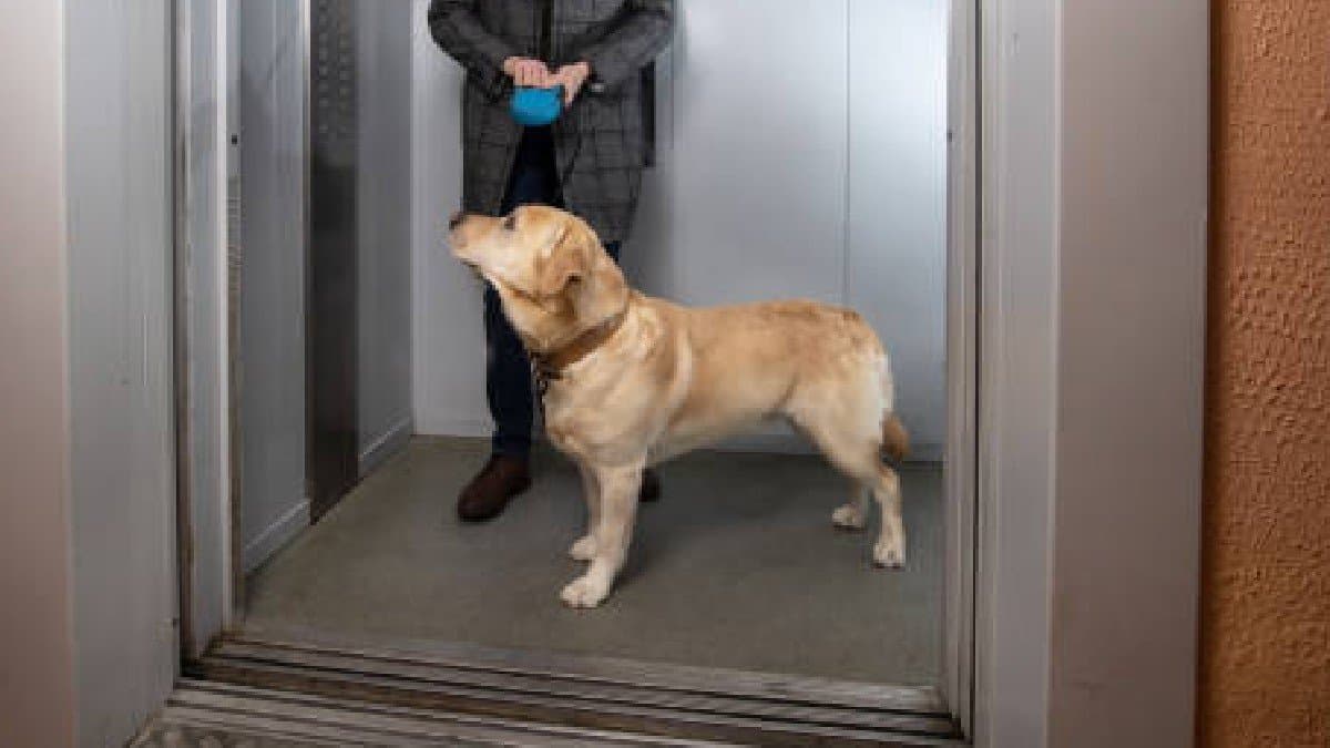 Greater Noida incident Woman assaults boy over dog entry into lift arrested gnr 