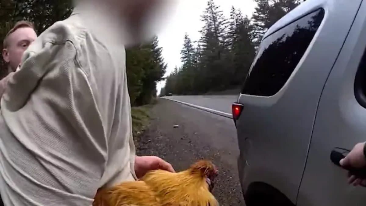 Man arrested for stealing the chicken of his ex girlfriend after returning from jail